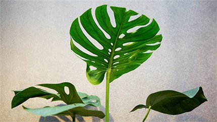 為什么在店里長(zhǎng)得好好的植物，買(mǎi)回家就命都沒(méi)了？